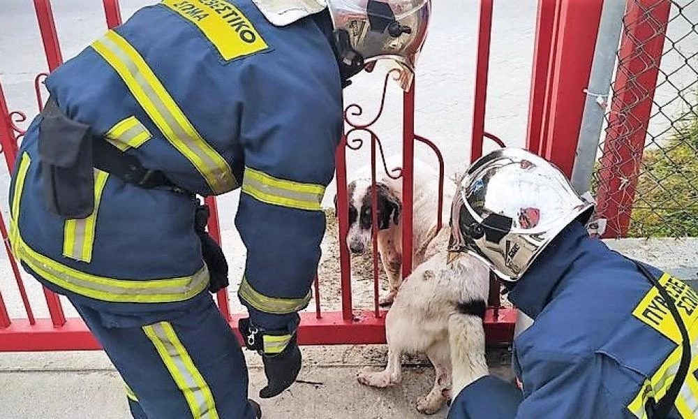 Πάτρα: Πυροσβέστες απεγκλώβισαν ένα σκυλάκι – Το πρώτο περιστατικό για το 2024